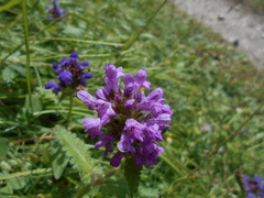 Betonica hirsuta