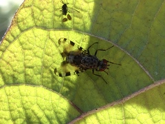 Pseudotephritis vau