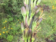 Agave nuusaviorum