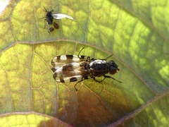 Pseudotephritis vau