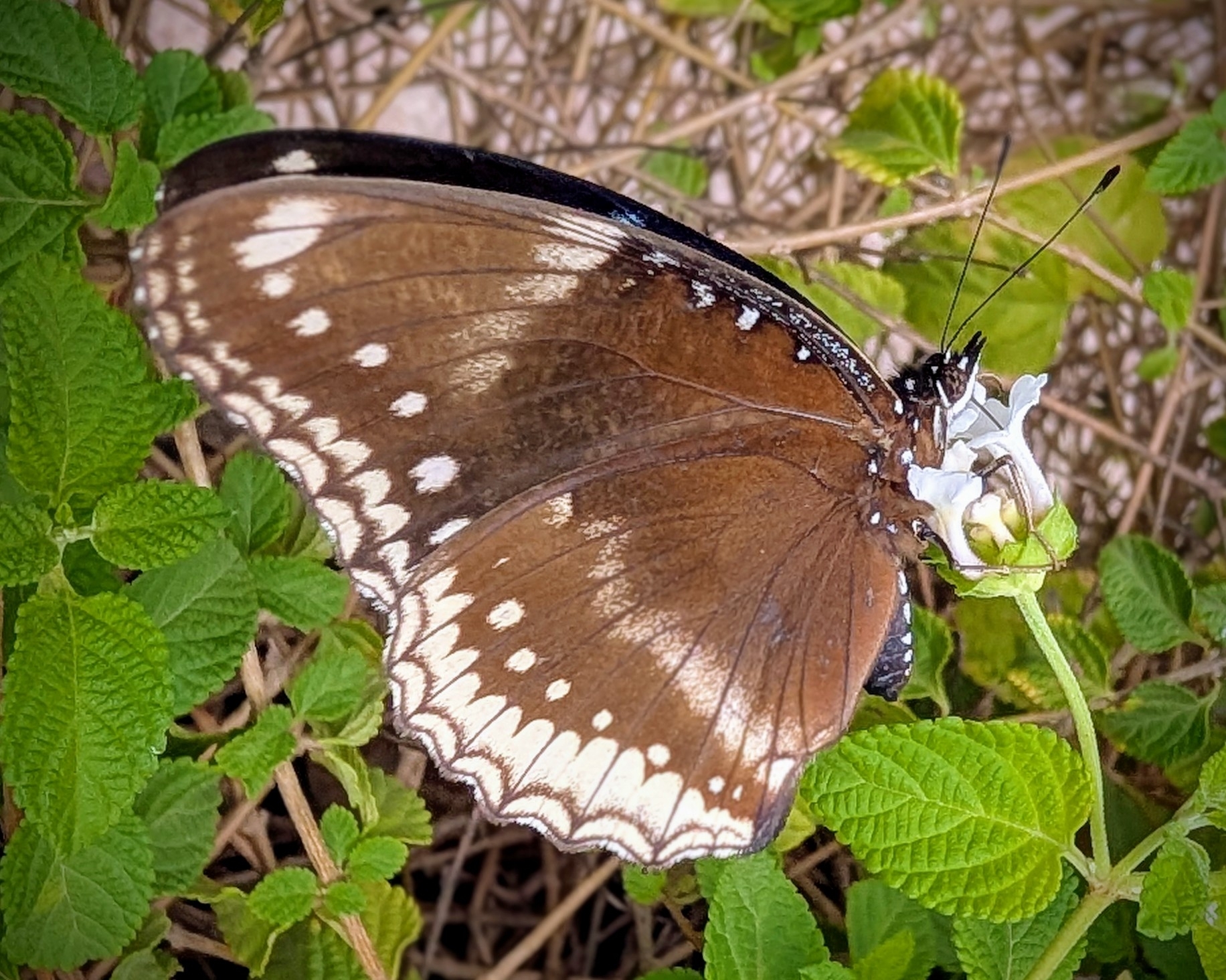 Great Eggfly