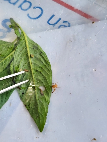 Flower Crab Spiders