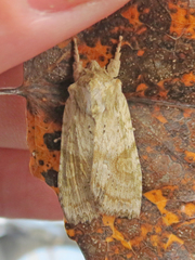 Lithophane bethunei