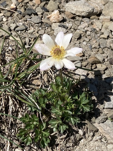 Anemone baldensis