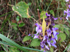 Oecanthus longicauda