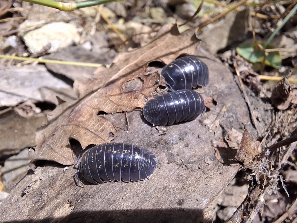 Armadillidium savonense