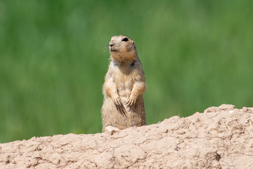 Yellow Ground Squirrel, Shirvan, North Khorasan Province, Iran, photo 7 of 10