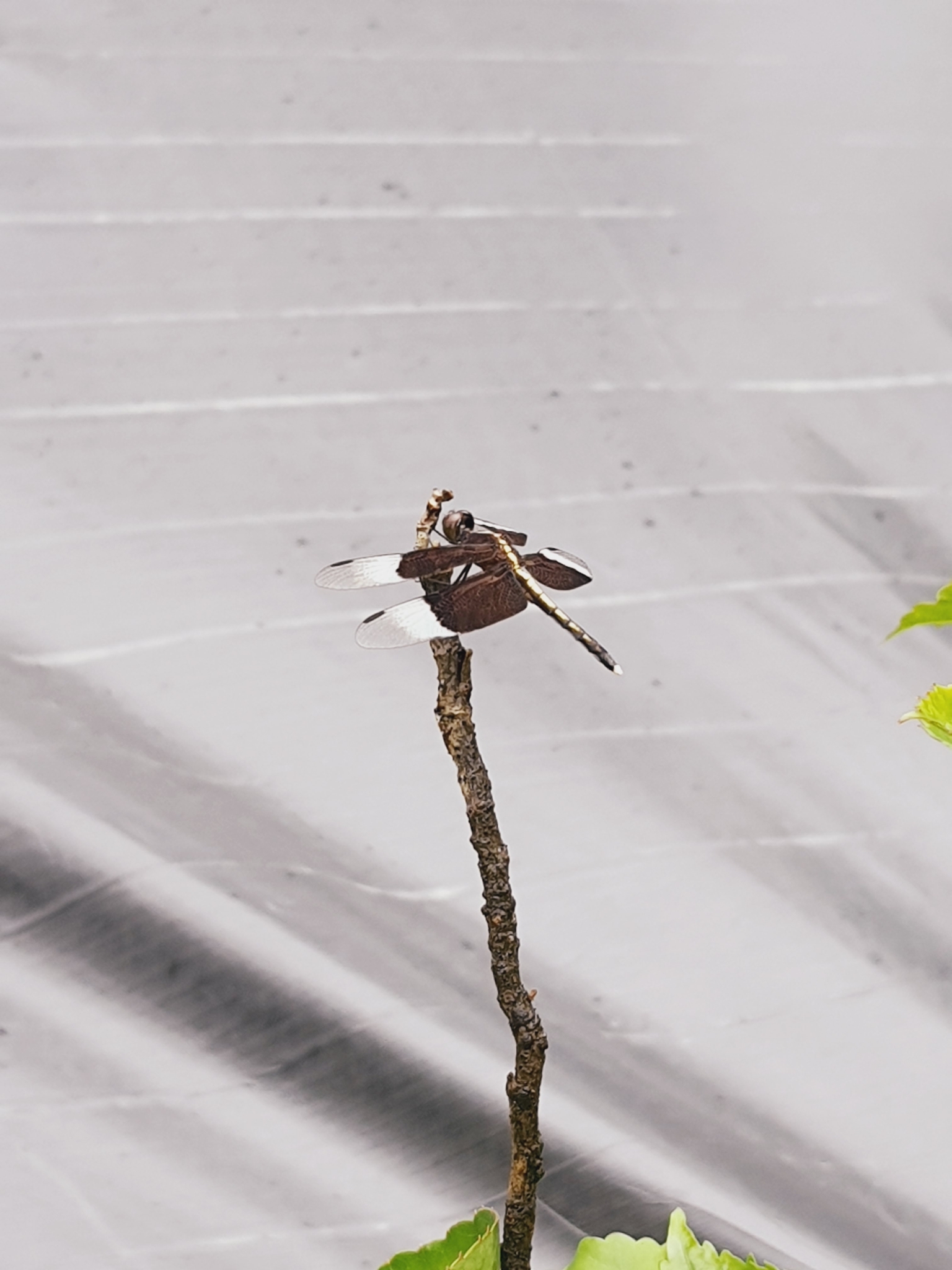 Pied Paddy Skimmer
