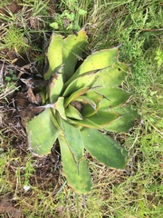 Agave nuusaviorum