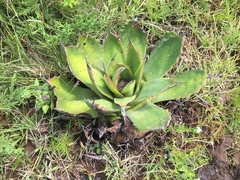 Agave nuusaviorum