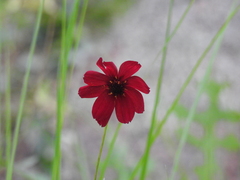 Cosmos concolor