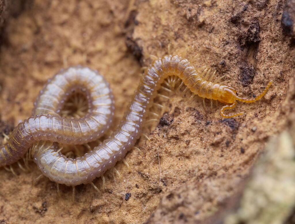 Luminous Centipede, photo 1 of 10