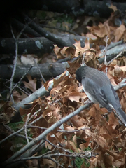 Junco hyemalis cismontanus