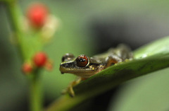 Duellmanohyla chamulae