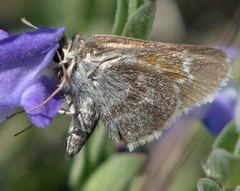 Notamblyscirtes simius