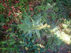 Artemisia suksdorfii