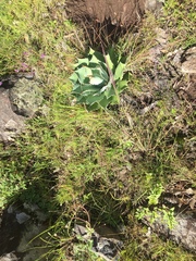 Agave nuusaviorum