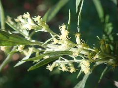 Artemisia suksdorfii