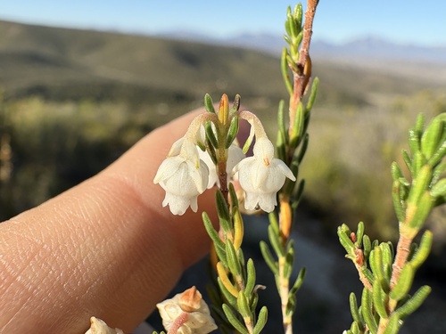 Ring Heath (Erica syngenesia)