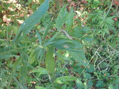 Artemisia suksdorfii