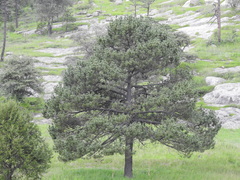 Pinus cooperi