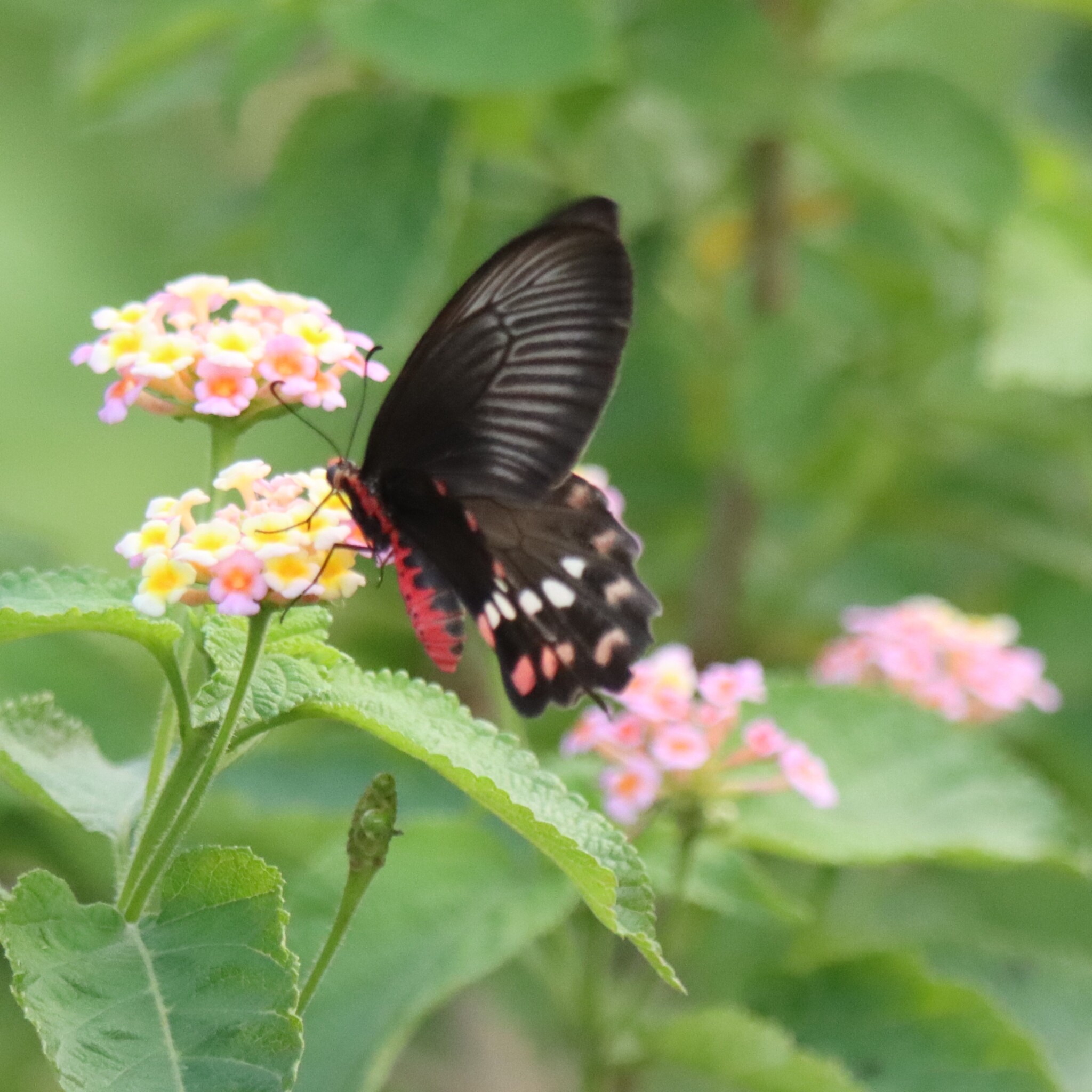 Common Rose