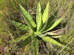 Agave convallis