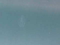 Bolinopsis microptera