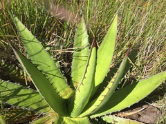 Agave convallis