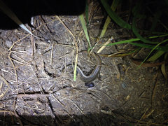 Oligosoma