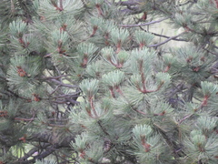 Pinus cooperi