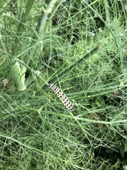 Papilio polyxenes asterius