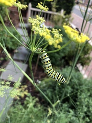 Papilio polyxenes asterius