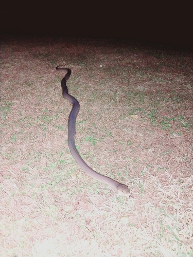 Olive Python sighting