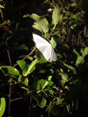 Orthoclydon praefectata