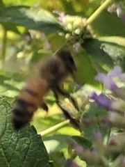 Apis mellifera