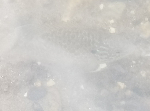 Lepomis gibbosus