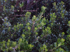 Melicytus orarius