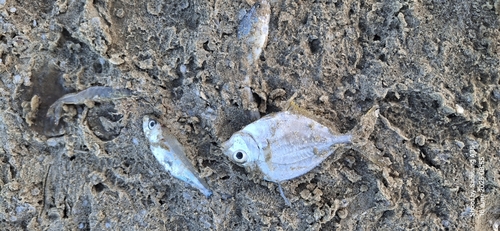 Common Ponyfish