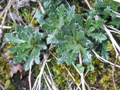 Arabis scabra