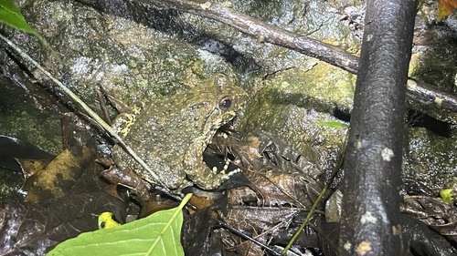 Giant Spiny Frog