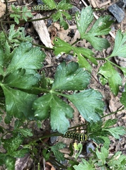 Papilio polyxenes asterius
