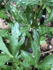 Papilio polyxenes asterius
