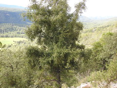Quercus eduardii