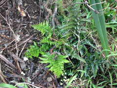 Asplenium appendiculatum maritimum