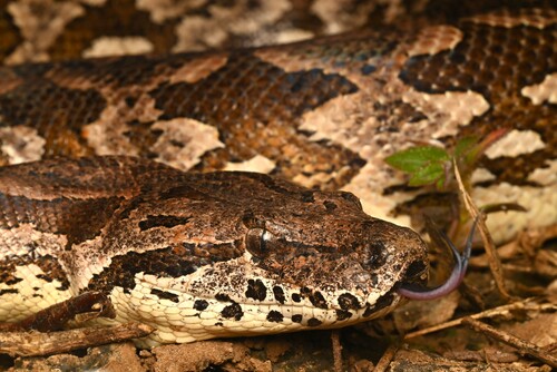 Dumeril's Boa
