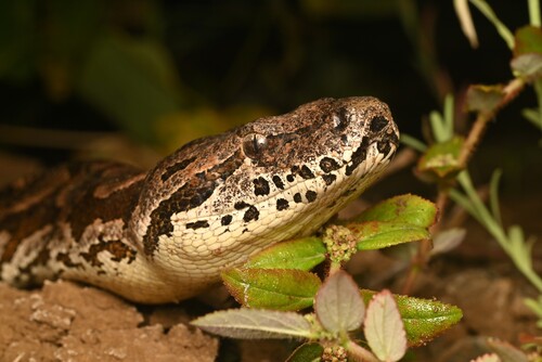 Dumeril's Boa