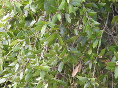 Quercus eduardii