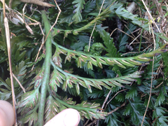 Asplenium appendiculatum maritimum