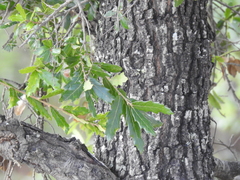 Quercus eduardii